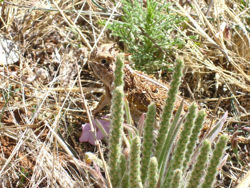 Horned Lizard