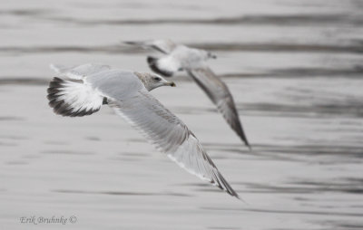 Thayer's Gull 3rd cycle (left) and Herring Gull 2nd/3rd cycle (right)