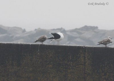 Great Black-backed Gull