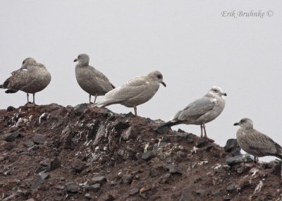 Iceland Gull - Juvenile