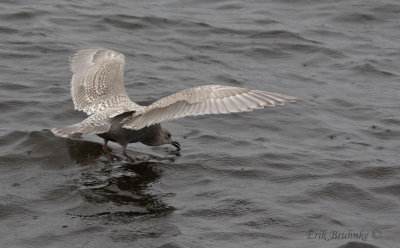 Thayer's Gull - Juvenile