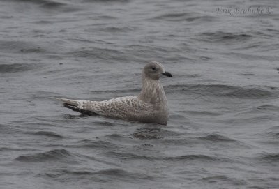 Likely Kumlien's Gull (originally labeled as Thayer's Gull)
