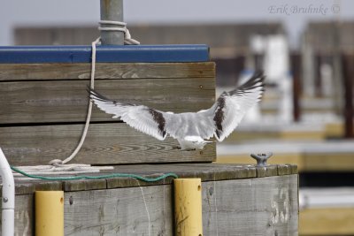 Black-legged Kittiwake