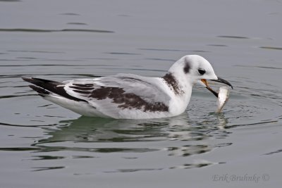 Black-legged Kittiwake