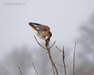 American Kestrel with lunch