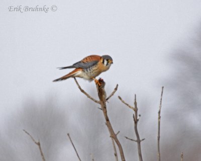 American Kestrel with lunch
