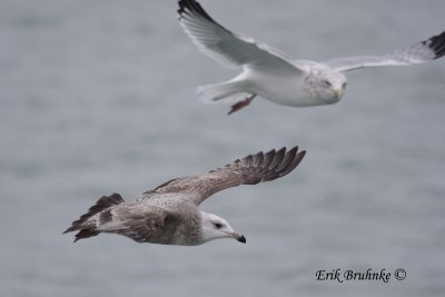 ? with Herring Gull in back