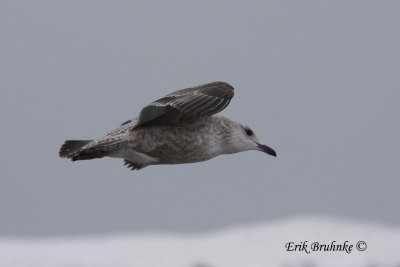 Herring Gull (not sure if this is an American Herring Gull) - note the paleness throughout underbody