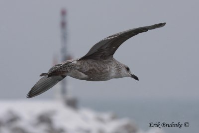 Herring Gull (not sure if this is an American Herring Gull) - note the paleness throughout underbody
