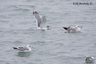 Adult Thayer's Gull with Ring-billed Gulls