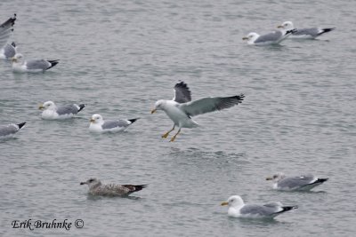 Adult Lesser Black-backed Gull landing