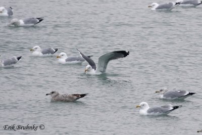 Adult Lesser Black-backed Gull has landed