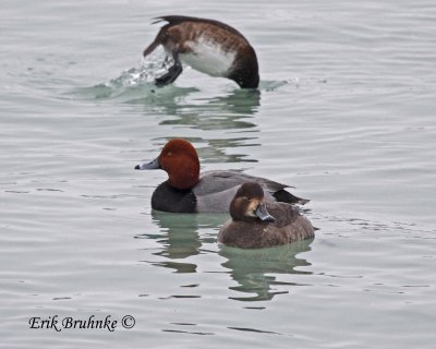 Pair of Redhead with a Female Scaup in the back