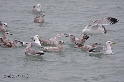 Bickering Herring Gulls