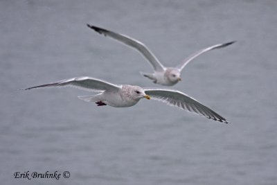 Adult Thayer's Gull in front of Herring Gull