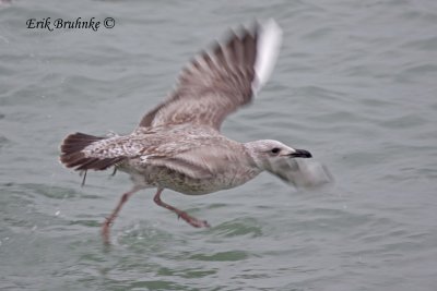 Herring Gull - white P10