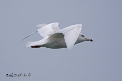 2nd-cycle Glaucous Gull