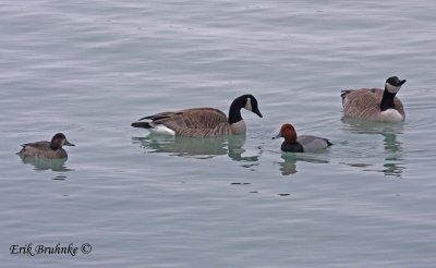 Pair of Redhead and Canada Goose