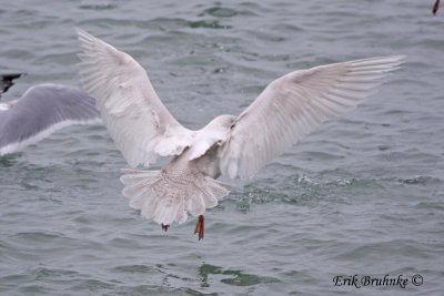 1st-cycle Glaucous Gull