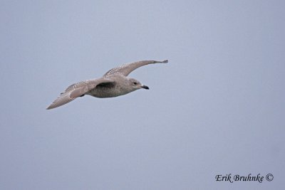 Iceland or Thayer's Gull...