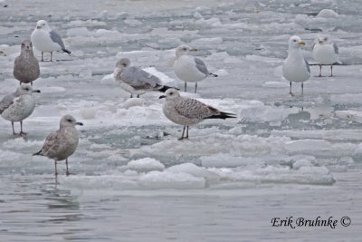 Herring Gull (center)... gull of interest - note the paleness