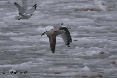 Herring Gull of interest, in flight