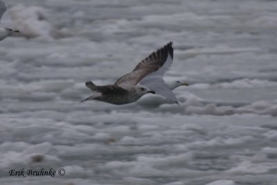 Herring Gull of interest, in flight