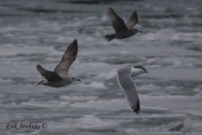 Herring Gull of interest (left), in flight