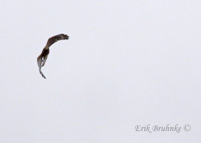 Red-shouldered Hawk