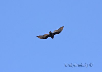 Turkey Vulture