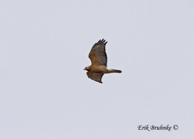 Lapham Peak Hawkwatching