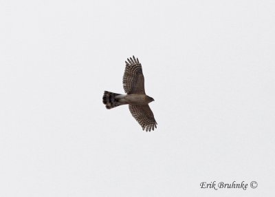 Cooper's Hawk, seen from the tower! It even called as it flew by :)