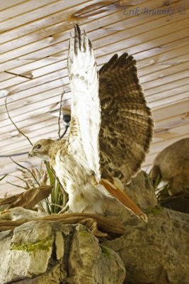Red-tailed Hawk display, inside Ledgeview Nature Center main building