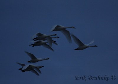 Tundra Swans flying over in the evening