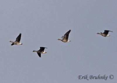 Greater White-fronted Geese - Kellys Sloughs NWR - Grand Forks, ND