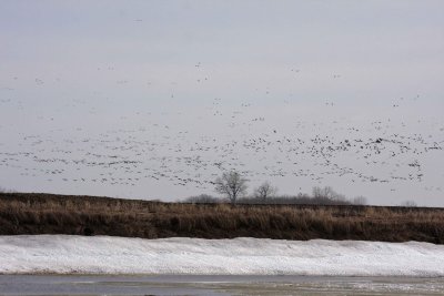 Greater White Fronted Geese & Canada Geese