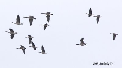 Canada, Cackling and Greater White-fronted Geese