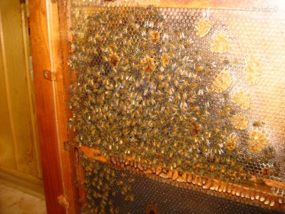 Bee hive/honeycomb display at Ledgeview  Nature Center