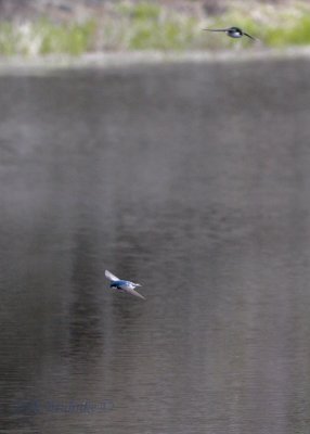 Tree Swallow (L) and Violet-green Swallow (R)