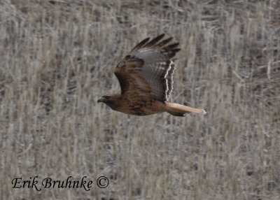 Red-tailed Hawk (Adult rufous, light-morph western)