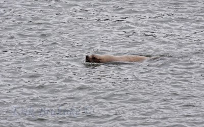 Sea Lion in Columbia River