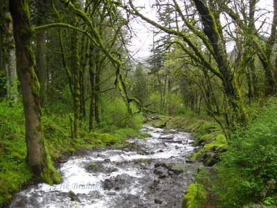 River in Oregon