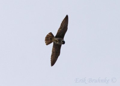 Peregrine Falcon