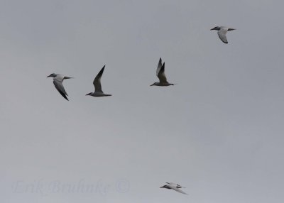 Caspian Terns migrating through!