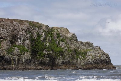 Rocky outcroppings with Murres, Cormorants Guillemots, Gulls, and Oystercatchers galore!