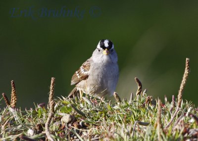 White-crowned Sparrow at sunrise!