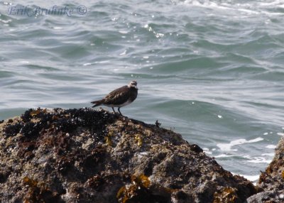 Black Turnstone