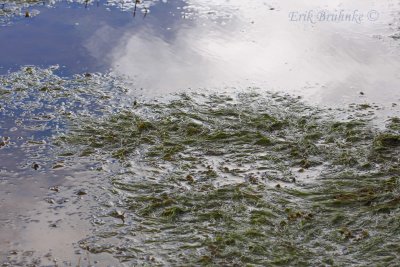 Saltmarsh vegetation