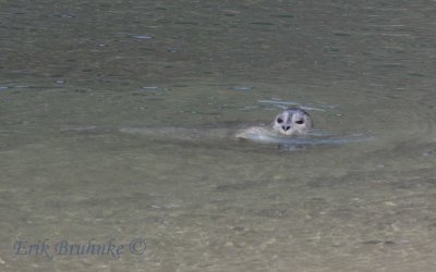 Harbor Seal in tide pool