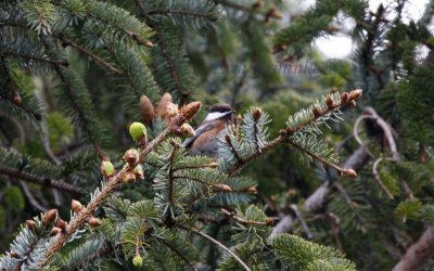 Chestnut-backed Chickadee in Sitka Spruce